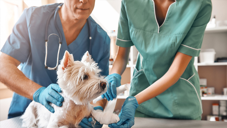 Black Mountain, NC Web Design | Cube Creative Design image Veterinarians Digital Marketing